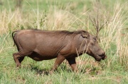 warthog